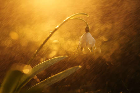 Dreamy photo of a snowdrops after rain in the forest