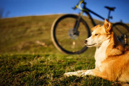 sitting red dog and mountain bicycle with greenfield backgroundの写真素材