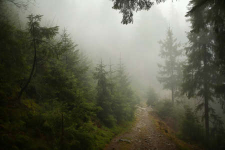 Misty pine forest on the mountain slope in a nature reserveの写真素材