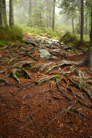 A web of tree roots growing over rocks next to a hiking trail. A wooden bench and table in...