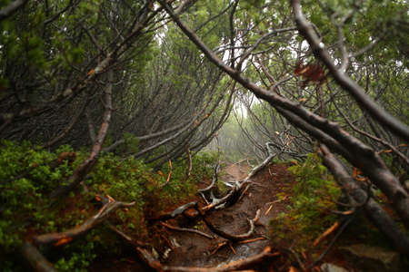 Strong beautiful fog in the forestの写真素材