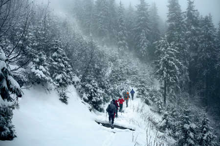 Group of trekkers on snow trail in winter forestの写真素材