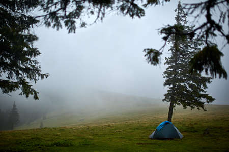 tent near the old hut of moss in the wild alpine spruce forestの写真素材