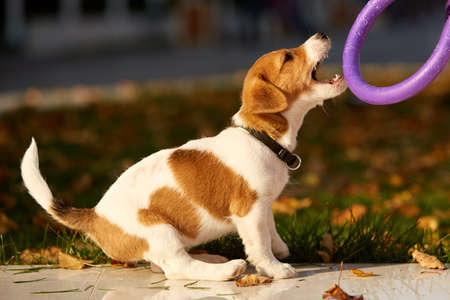 Dog breed Jack Russell Terrier playing in autumn parkの写真素材