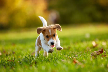 Dog breed Jack Russell Terrier playing in autumn parkの写真素材