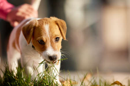 Dog breed Jack Russell Terrier playing in autumn park.の写真素材