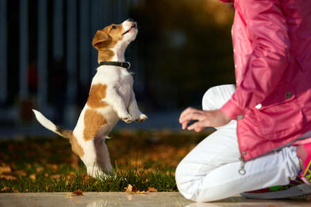 Portrait of a little girl on a background of blurred orange leaves in an autumnal sunny day. Little puppy jack russel terrier chasing baby.の写真素材