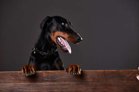 Doberman on a dark background in studioの写真素材