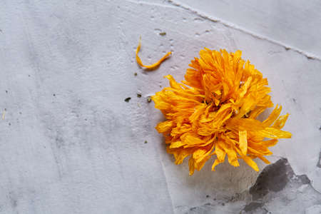 Motley grass on light textured background, close-up, shallow depth of field, selective focus, macro.の写真素材