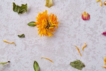 Set of assorted petals isolated on white background, top view, close-up, selective focusの写真素材