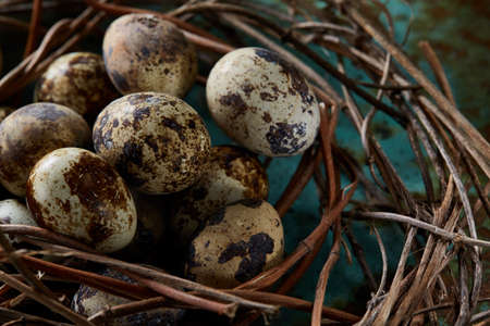 Nest with quail eggs on the blue background, top view, close-up, selective focusの写真素材