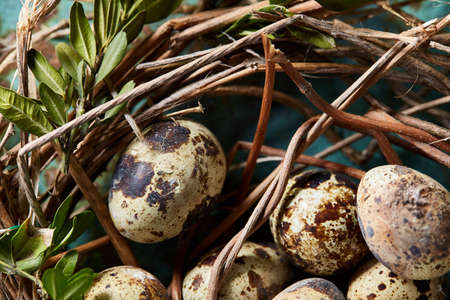 Nest with quail eggs on the blue background, top view, close-up, selective focusの写真素材
