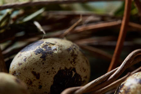 Nest with quail eggs on the blue background, top view, close-up, selective focusの写真素材