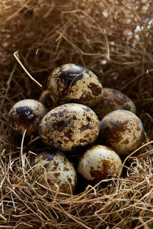 Conceptual still-life with quail eggs in hay nest, close up, selective focusの写真素材