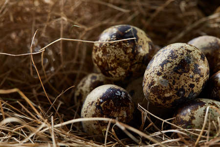 Conceptual still-life with quail eggs in hay nest, close up, selective focusの写真素材