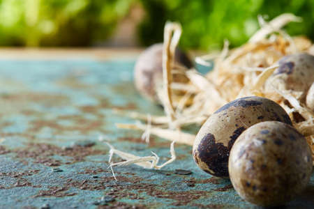 Quail eggs in the hay nest on blue textured surface with green blurred natural leaves background, selective focus, close-up. Conceptual Easter still life. Decorative rural composition. Healthy eating. Easter background. Healthy food concept.の写真素材