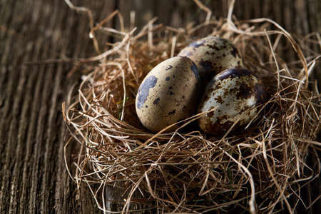 Conceptual still-life with fresh raw spotted quail eggs in hay nest over dark wooden background, close up, selective focus. Decorative rural fragile composition. Healthy eating. Easter background. Healthy food concept.の写真素材