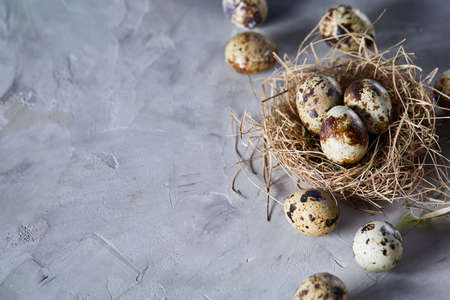 Conceptual still-life with fresh raw spotted quail eggs in hay nest over grey background, close up, selective focus. Some copy space for your text. Decorative rural fragile composition. Healthy eating. Easter background. Healthy food concept.の写真素材