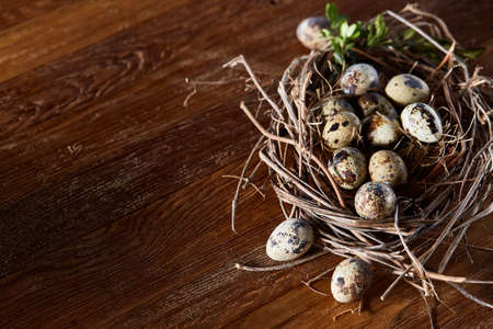 Nest made of willow branches full of fresh spotted quail eggs with boxwood branches on the rustic dark brown background, top view, close-up, selective focus. Decorative rural composition. Healthy eating. Easter background. Healthy food concept.の写真素材