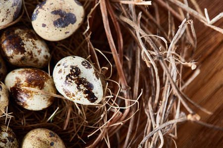 Nest made of willow branches full of fresh spotted quail eggs with boxwood branches on the rustic dark brown background, top view, close-up, selective focus. Decorative rural composition. Healthy eating. Easter background. Healthy food concept.の写真素材
