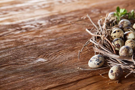 Nest made of willow branches full of fresh spotted quail eggs with boxwood branches on the rustic dark brown background, top view, close-up, selective focus. Decorative rural composition. Healthy eating. Easter background. Healthy food concept.の写真素材