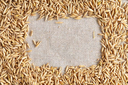 Pile of unpeeled oat grains on homespun tablecloth background, top view, close-up, macro, selective focus. Dietary food. Vegan background. Healthy eating, dieting. Natural nutritious oatmeal. Vegan cuisine. Organic food concept.の写真素材
