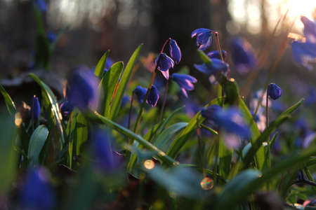 Spring sunset
