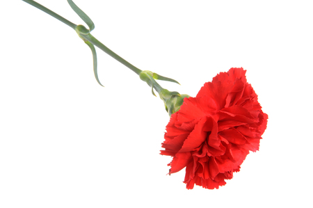 Single red clove isolated on whiteの写真素材