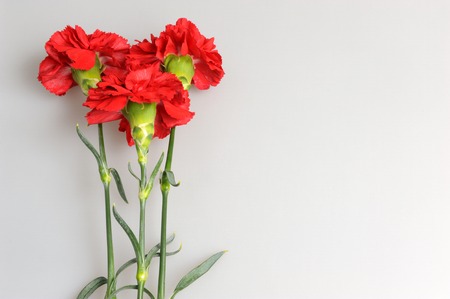 Three red carnations on gray backgroundの写真素材