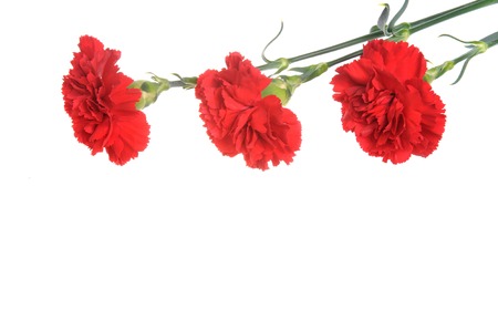 Three red cloves isolated on whiteの写真素材