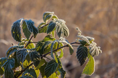 November morning, the first frost