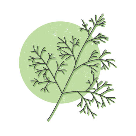 Fresh dill hand drawn icon, dill herb colorful vector illustration for printingのイラスト素材