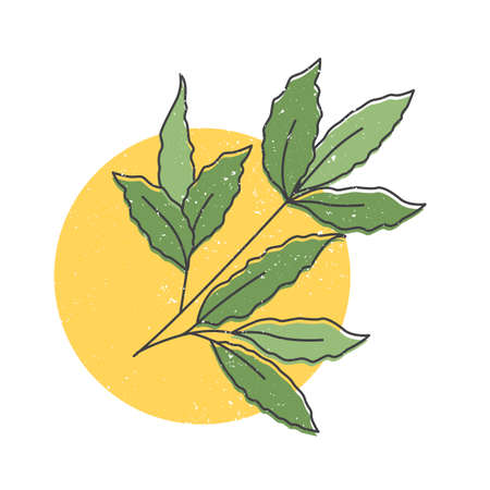 Bay leaves hand drawn icon, branch of laurel bay leaves colorful vector illustration for printingのイラスト素材