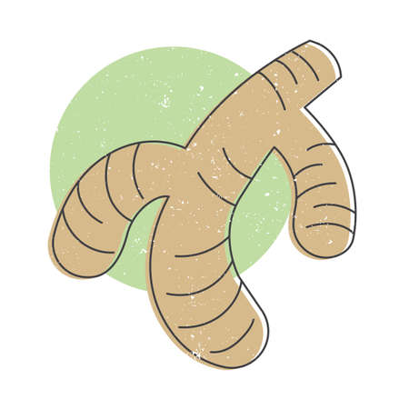 Turmeric root hand drawn icon, dried curcuma spice colorful vector illustration for printing