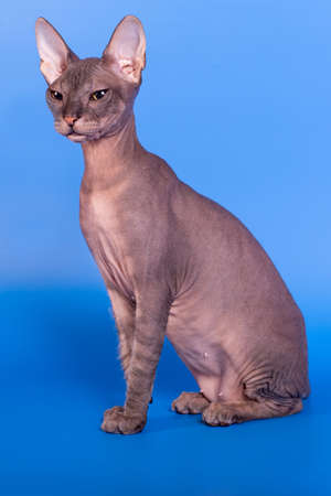 The Sphinx cat on a blue backgroundの写真素材