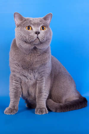 Grey British cat on a blue backgroundの写真素材