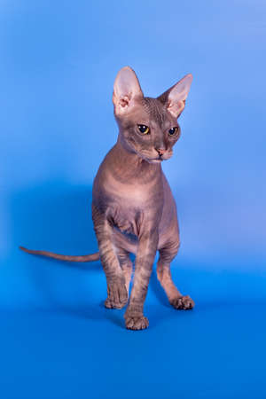 The Sphinx cat on a blue backgroundの写真素材
