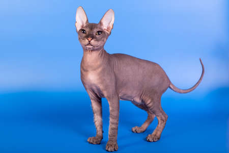 The Sphinx cat on a blue backgroundの写真素材