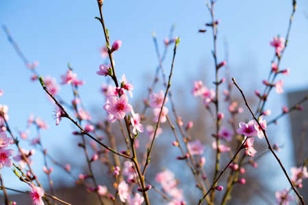 Branches of a blossoming Apple tree with pink flowersの写真素材