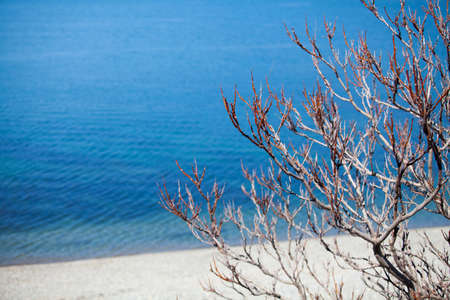 A bare Bush on the banks of the pondの写真素材
