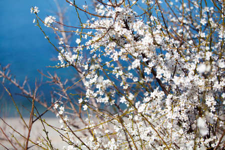 Bush cherry with white flowers against the blue seaの写真素材
