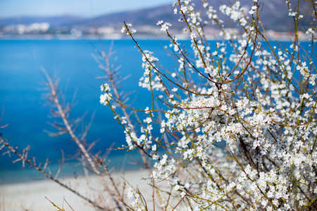 Bush cherry with white flowers against the blue seaの写真素材