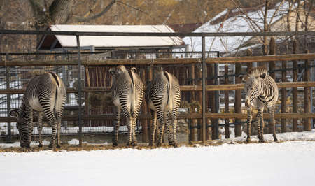 Zebras at the zooの写真素材