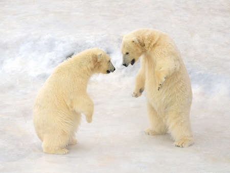 Polar bears Cub stand opposite each otherの写真素材