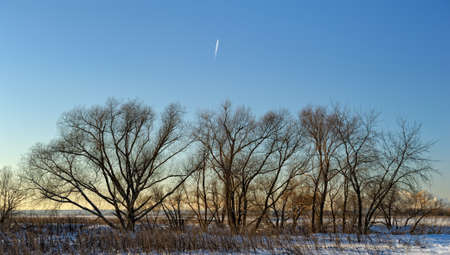Group of trees on a background of blue sky. Winter landscapeの写真素材