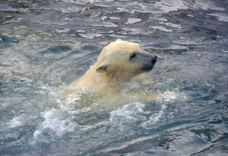 Polar bear cub floating in waterの写真素材