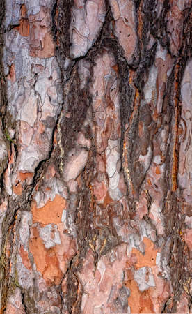 Bark of pine tree, abstraction, background