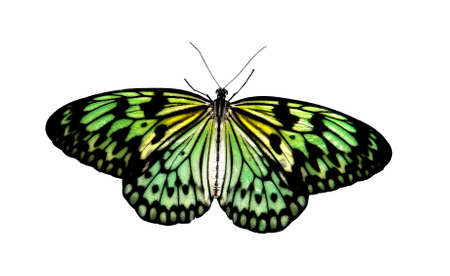 Tropical Butterfly Aurora in transmitted light, conceptの写真素材