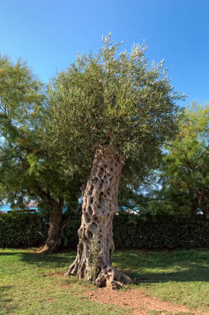 Olive treeの写真素材