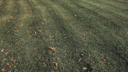 Green cut grass with dry fallen leaves, stylizedの写真素材